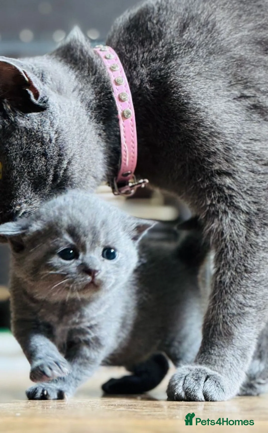 British Shorthair cats for sale: Chunky blue bsh/russian blue - Advert 1
