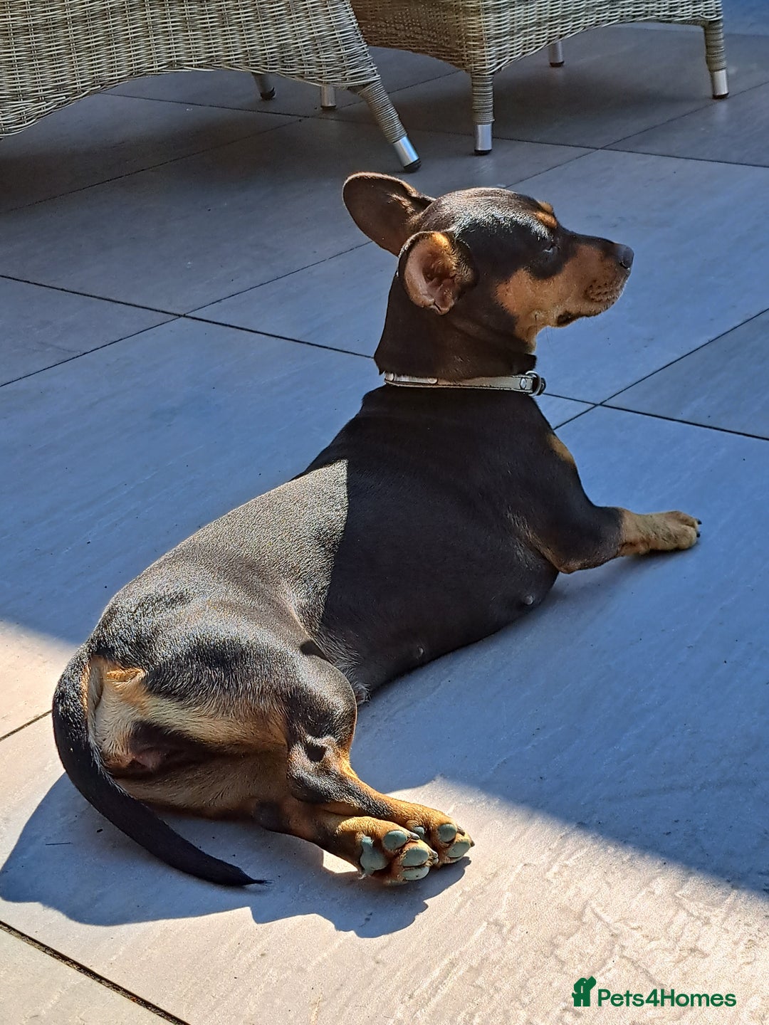 Mixed Breed dogs for sale: Miniature Dachshund X Frenchie. - Advert 1