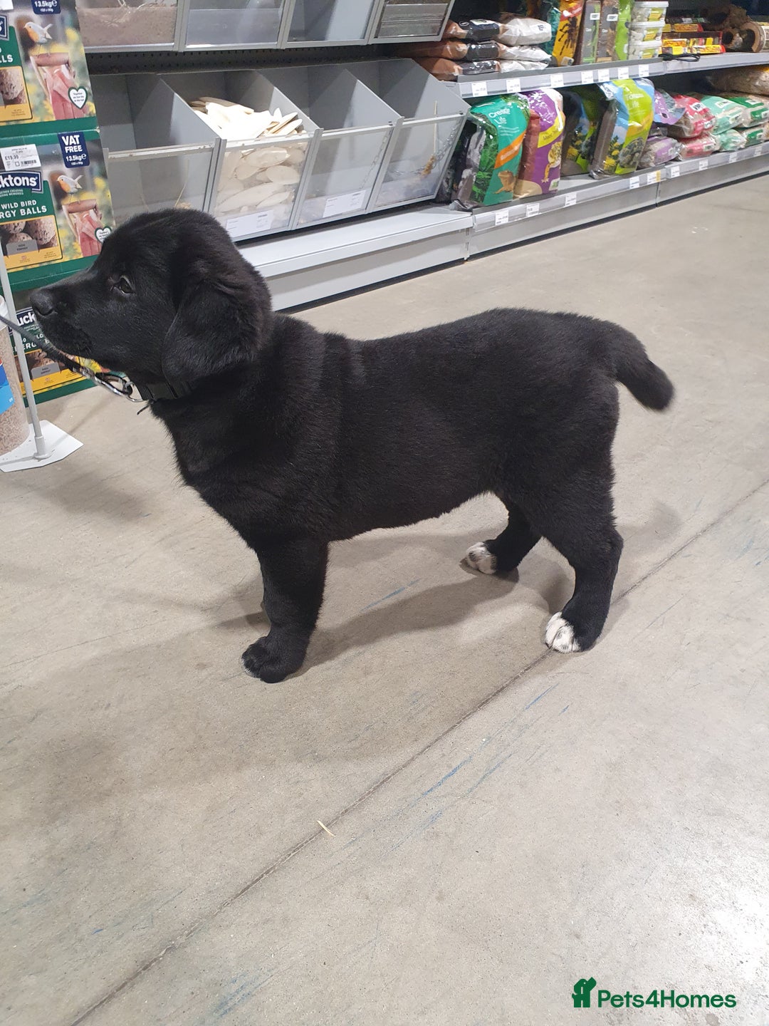 Mixed Breed dogs for sale: Akita and Golden retriever mix - Advert 8