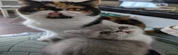 Exotic cats for sale: Beautiful exotic kittens - last beautiful boy  - Advert 18