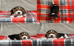 Beagle dogs for sale: SUPER CHUNKY KC SHOW BEAGLE PUPPIES - Image 29