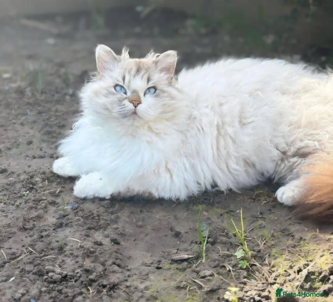 Selkirk Rex cats for sale: My Scottish Fold and Selkirk Rex are parents in Bristol - Advert 2