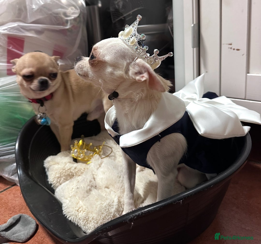 Chihuahua dogs for sale: Female chihuahua  - Image 6