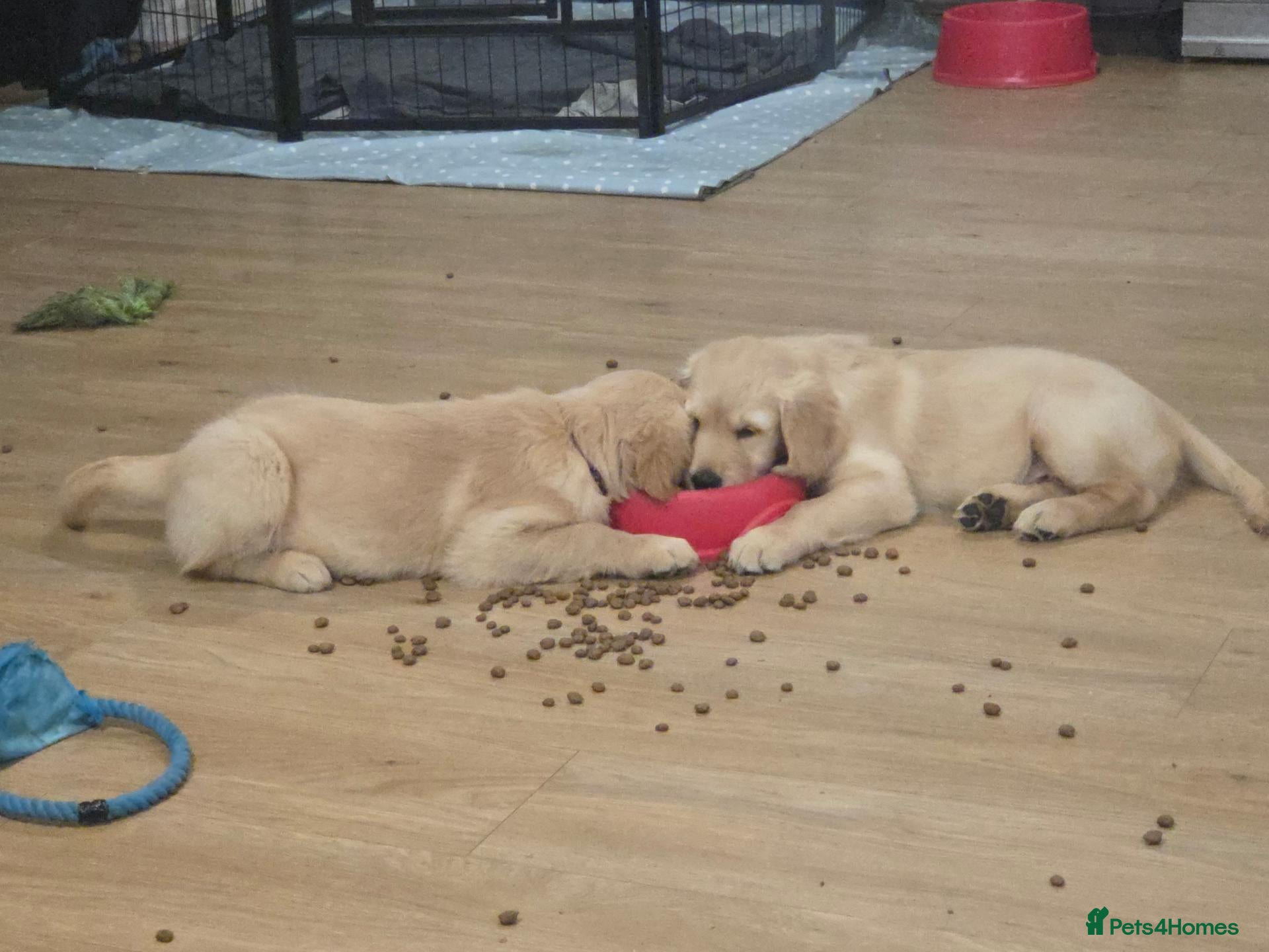 Golden Retriever dogs ❤️💜 KC Reg Beautiful Golden Retrievers 💜❤️ - Advert 10