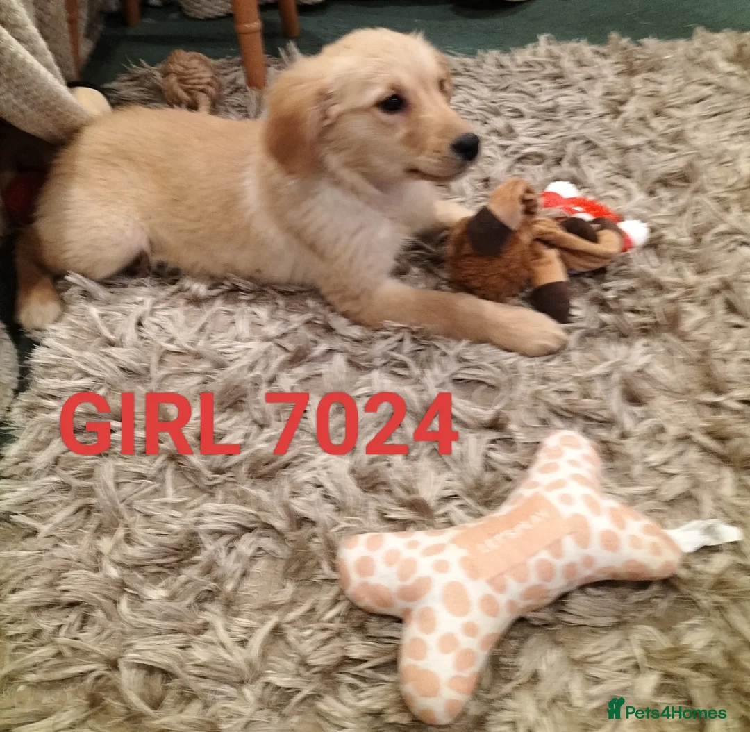 Golden Retriever dogs for sale: GOLDEN RETRIEVER PUPS - Advert 9