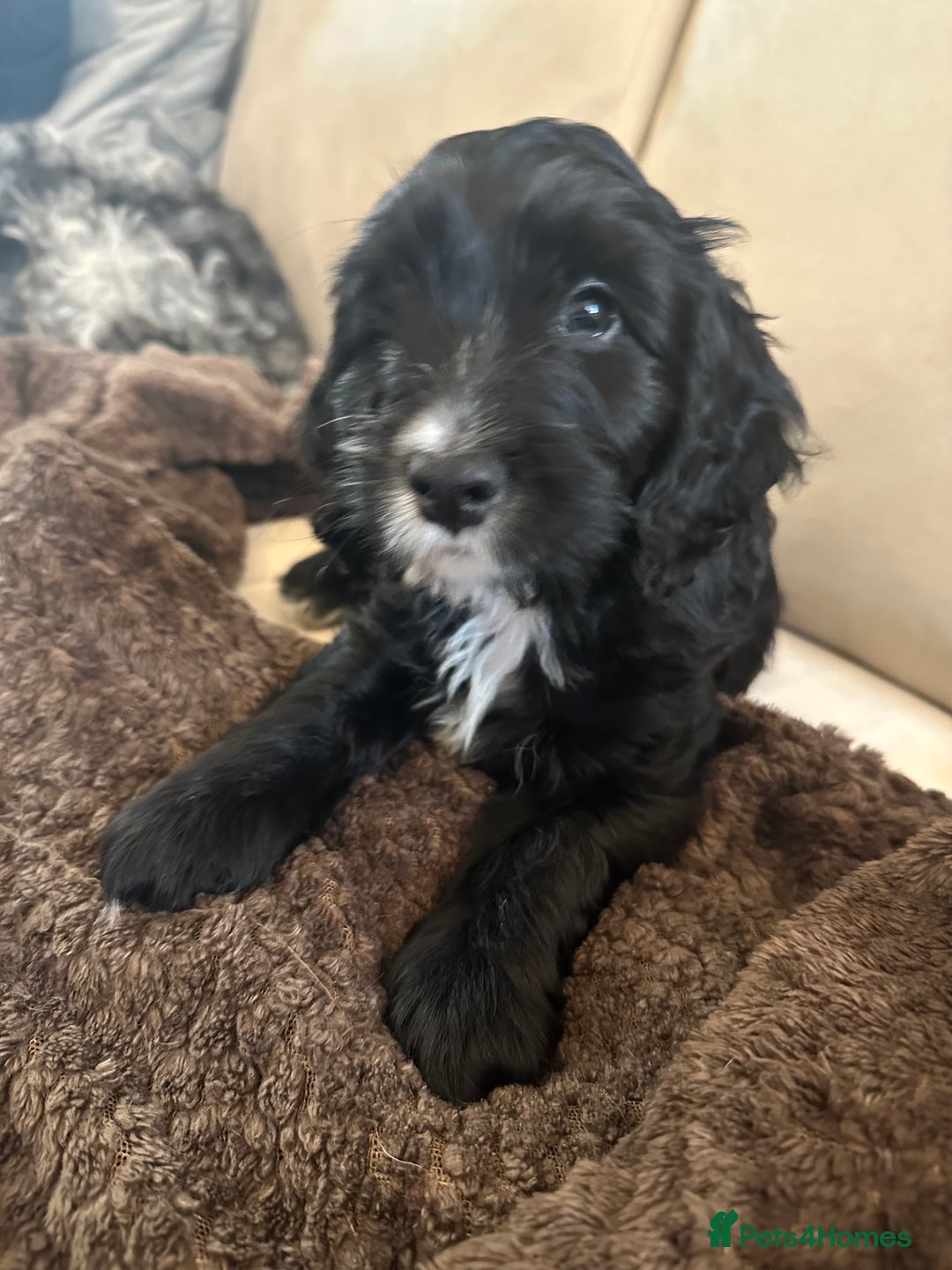 Cockapoo dogs for sale: READY NOW Beautiful cockapoos , delivery possible  - Image 1