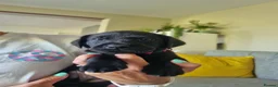 Labrador Retriever dogs for sale: Beautiful litter of 8 Black Labrador puppies  - Advert 8