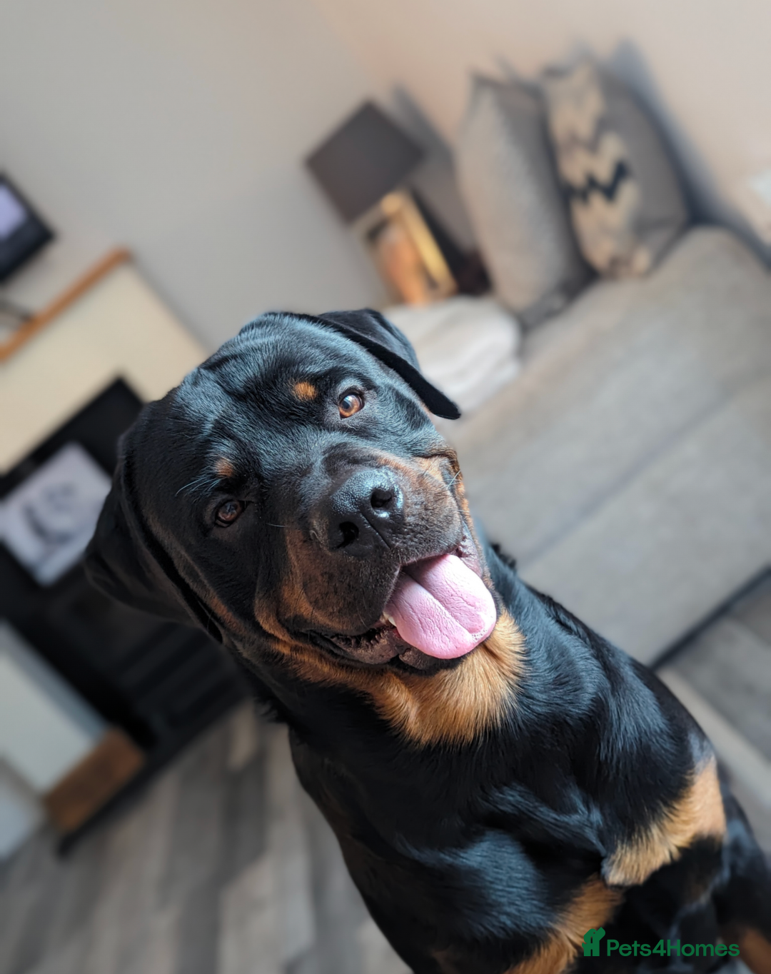 Rottweiler dogs for stud: Rottweiler for STUD only (not for sale/rehoming) - Advert 9