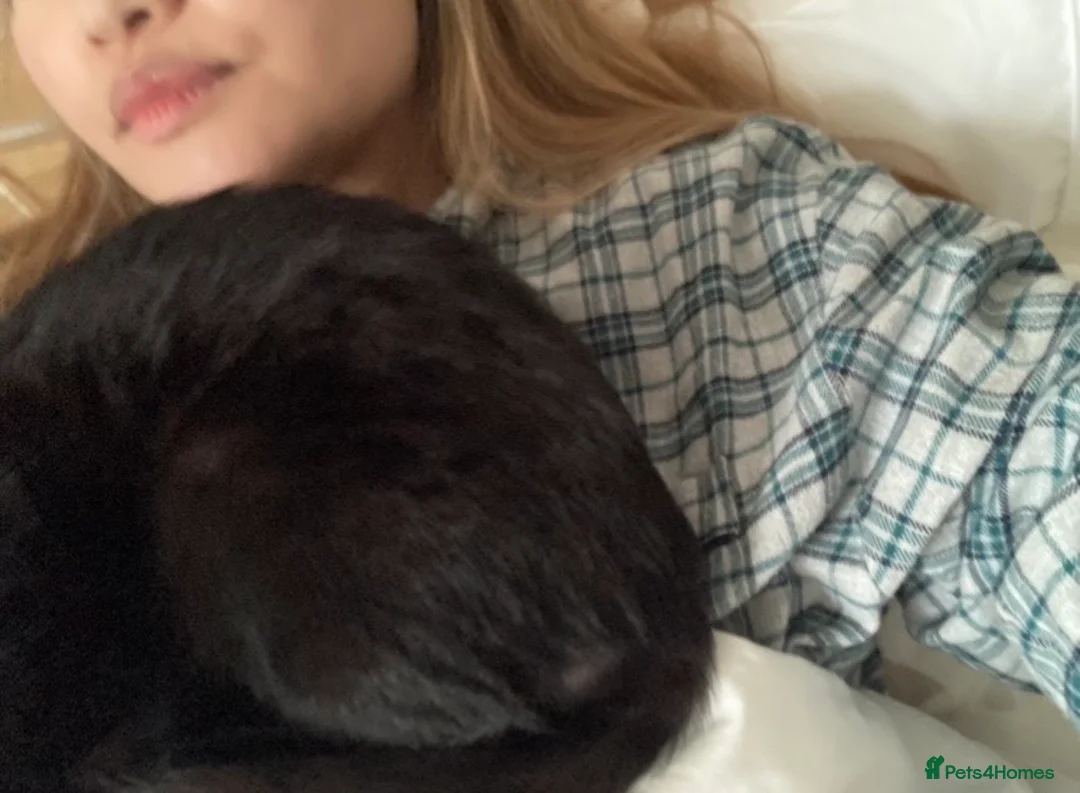 Arabian Mau cats for sale: Cuddly black kitten with unique white whiskers - Advert 7