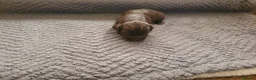 Cocker Spaniel dogs for sale: KC registered working Cocker Spaniels  in Hereford - Advert 9