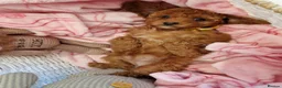 Cavapoo dogs for sale: 💖BEAUTIFUL LICENSED-BRED CAVAPOOS💖 - Advert 19