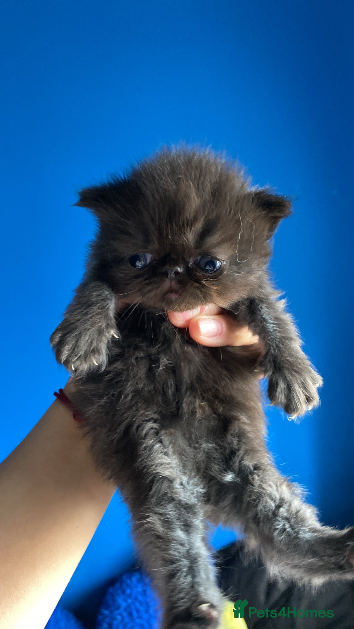 Persian cats Our beautiful litter of 3 Persian x  kittens - Advert 21