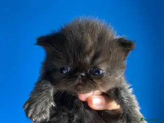 Persian cats Our beautiful litter of 3 Persian x kittens - Advert 15