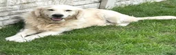 Goldador dogs for sale: Beautiful goldadors - Advert 9