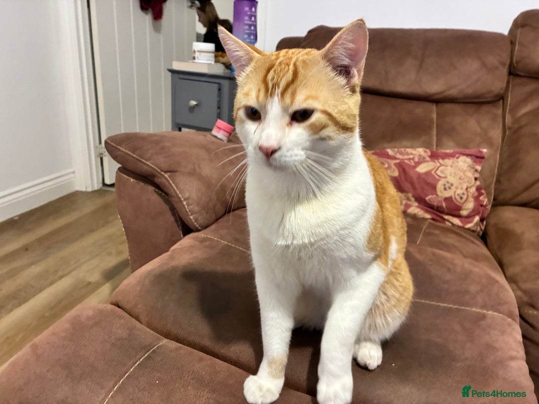 Mixed Breed cats for sale: Garfield – Friendly Young Cat Seeking Loving Home - Advert 4