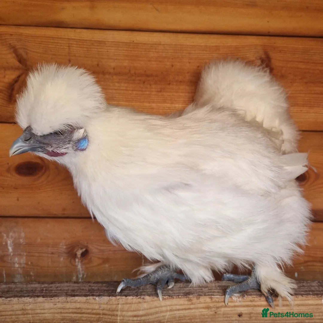 Chickens poultry for sale: Pure breed bantams for sale - Advert 2