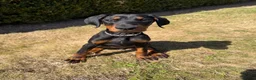 Dobermann dogs for sale: Doberman puppy - Advert 3
