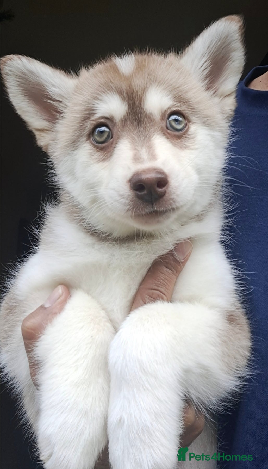 Pomsky dogs ❤️Green eyed girl F4 generation,Toy sized - Advert 1