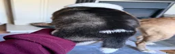 Mixed Breed dogs for sale: Puppies mixed bread  in Stoke-on-Trent - Advert 23