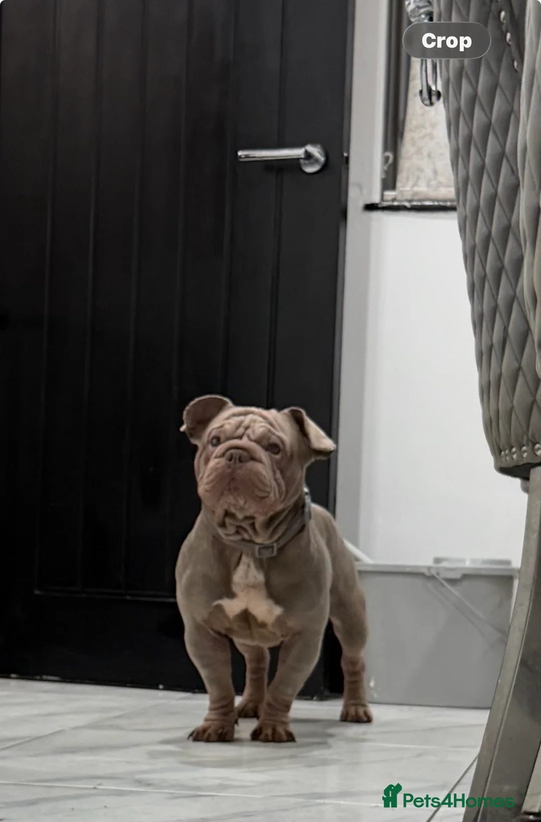 French Bulldog dogs for sale: French bulldog  - Advert 1