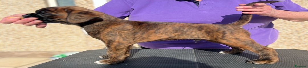 Boxer Puppy 2
