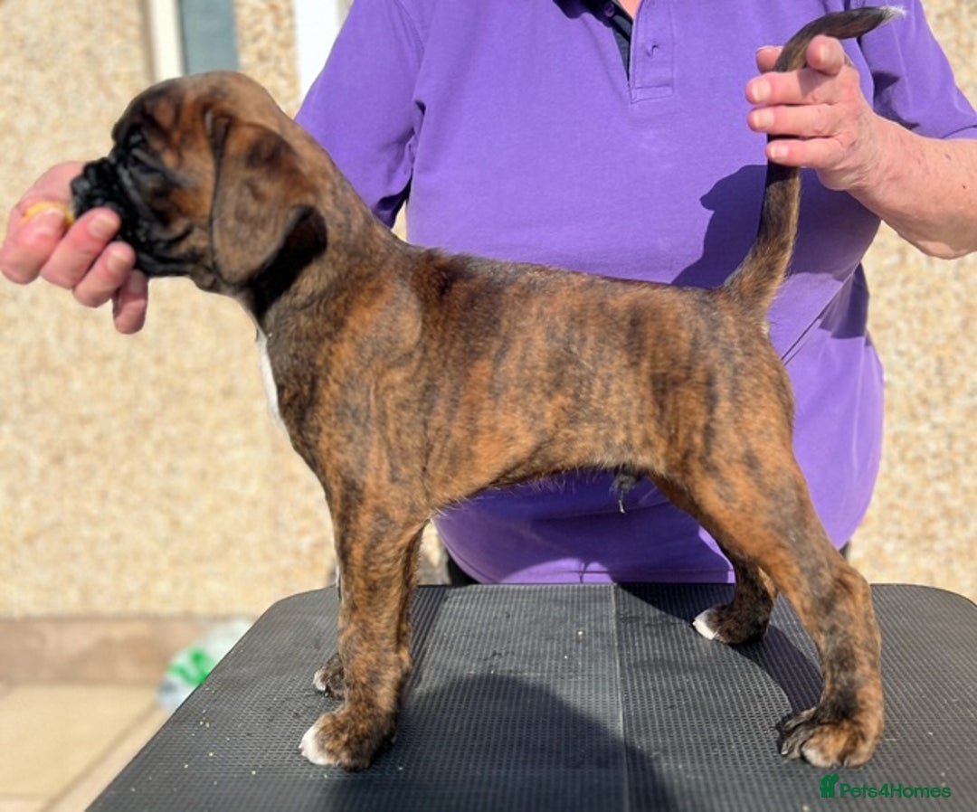 Boxer dogs for sale: Quality Boxer puppies - Image 5