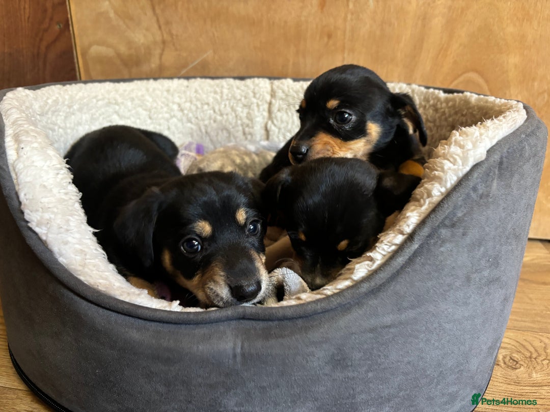 Mixed Breed dogs for sale: Jack Russell x Dachshund  - Image 6