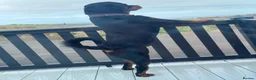 Rottweiler dogs for stud: Available for stud - Advert 2