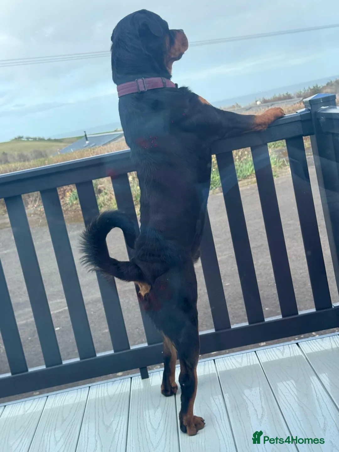 Rottweiler dogs for stud: Available for stud - Advert 2