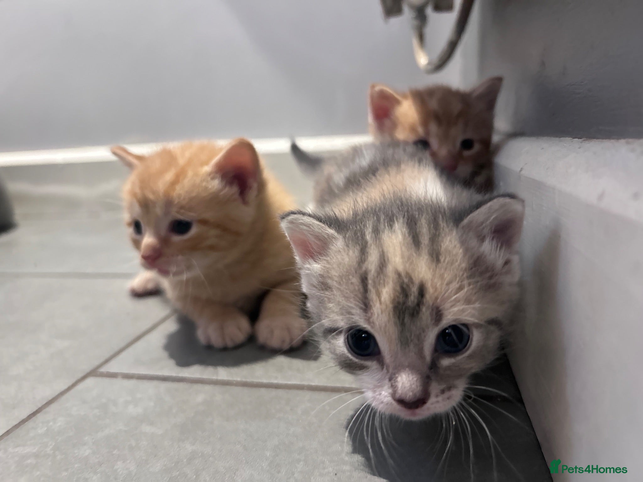 Mixed Breed cats Beautiful mixed litter for sale  - Advert 1