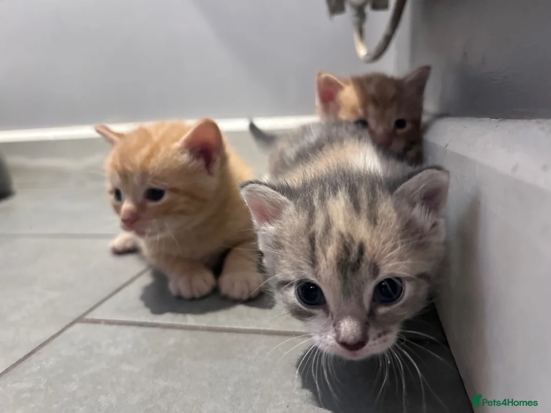 Mixed Breed cats for sale: Beautiful mixed litter for sale  - Advert 1