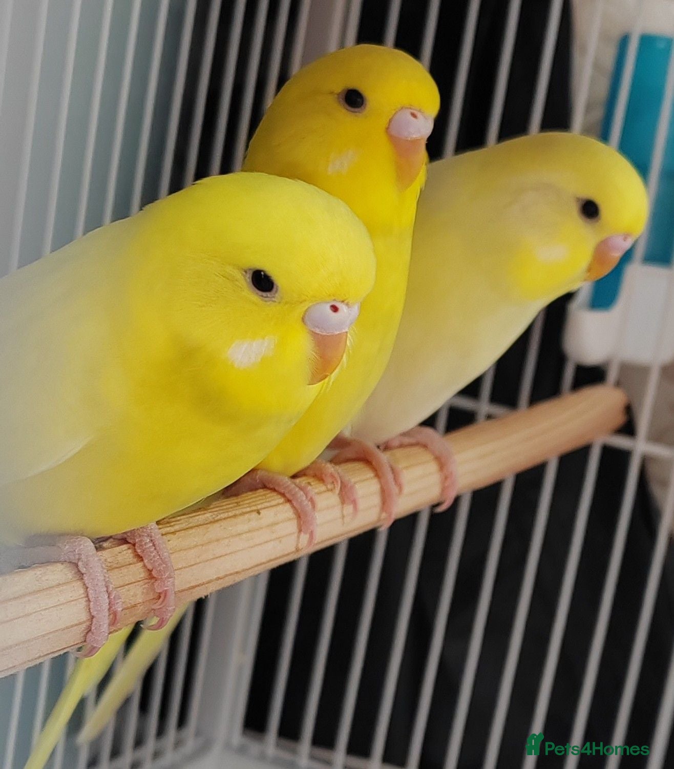 Budgerigars birds Beautiful Baby Budgies  - Advert 1