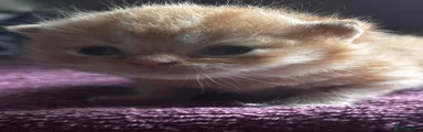 British Shorthair Kitten 1