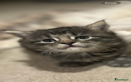 Maine Coon cats for sale: Maine coon x kittens for loving homes  in Canterbury - Image 12