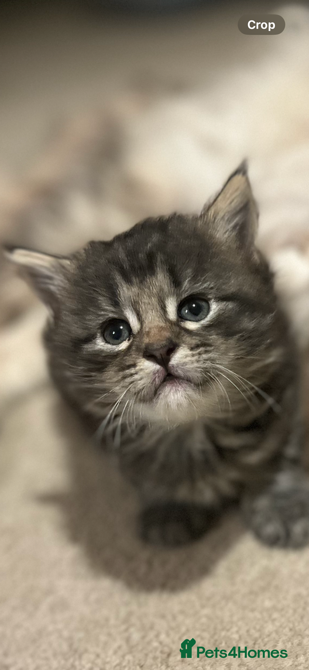 Maine Coon cats for sale: Maine coon x kittens for loving homes  in Canterbury - Image 12