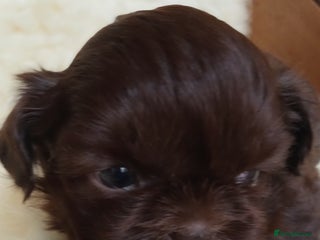 Shih Tzu dogs - Advert 10