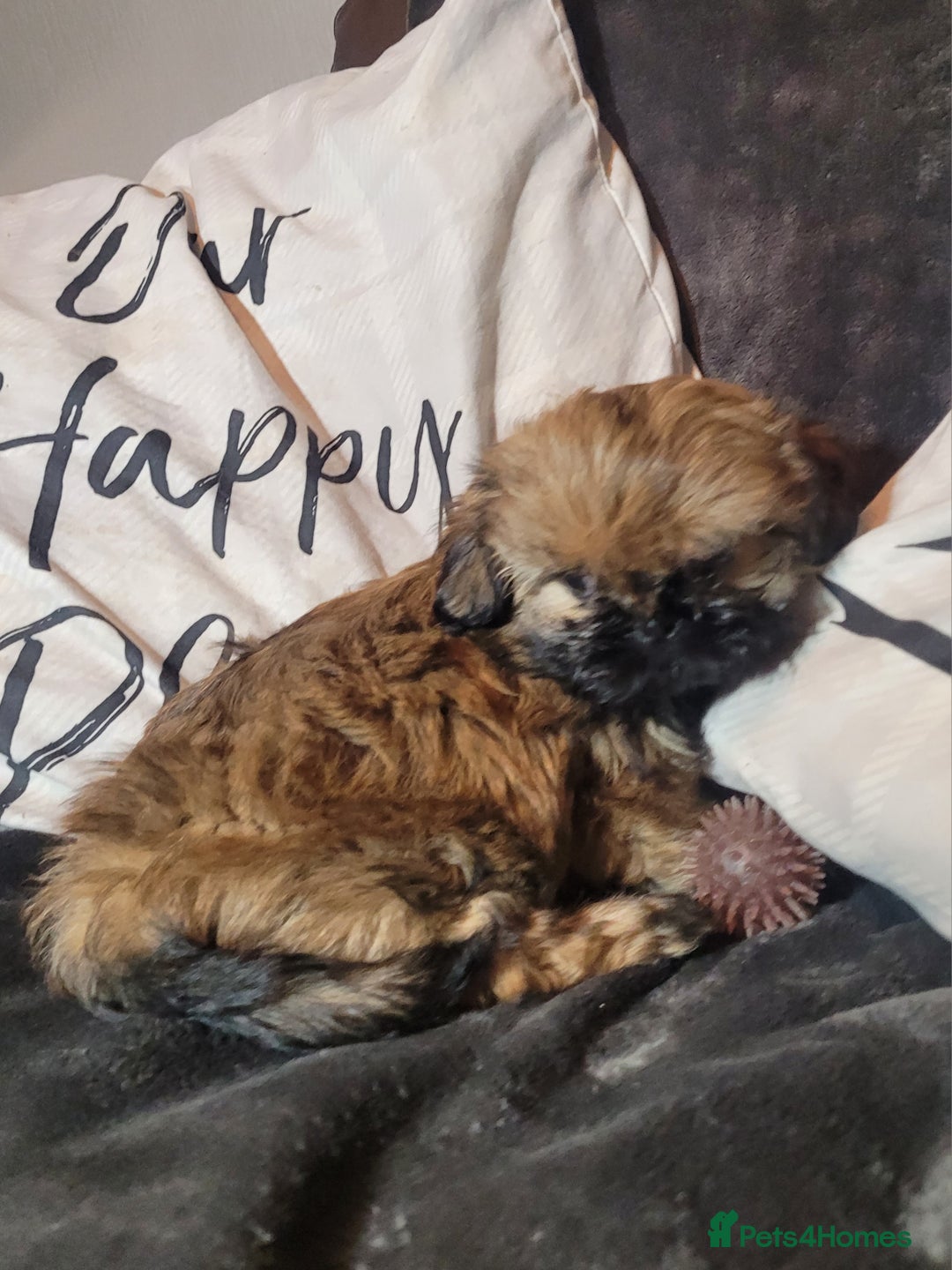 Shih Tzu dogs for sale: One beautiful little girl ready friday - Image 4