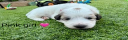Pyrenean Mountain Dog dogs for sale: ONLY 1 Pyrenean Mountain Dog Puppies left 💙💛💙💛 - Advert 25
