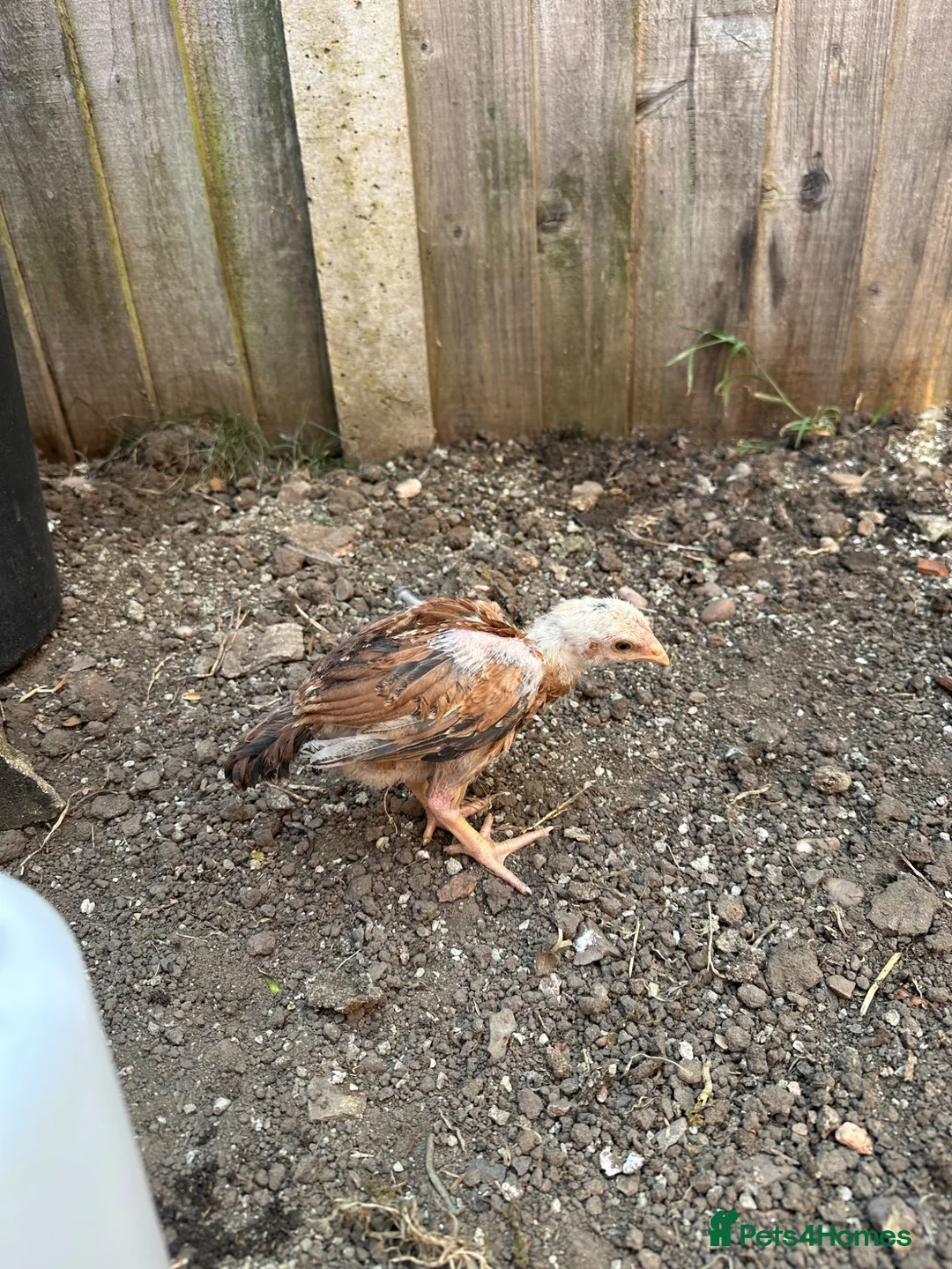 Chickens poultry for sale: Amazing 6 aseel chic from pure blood - Advert 9