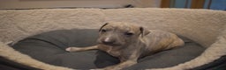 Whippet dogs for sale: Beautiful Pedigree Whippet Puppies - Advert 13