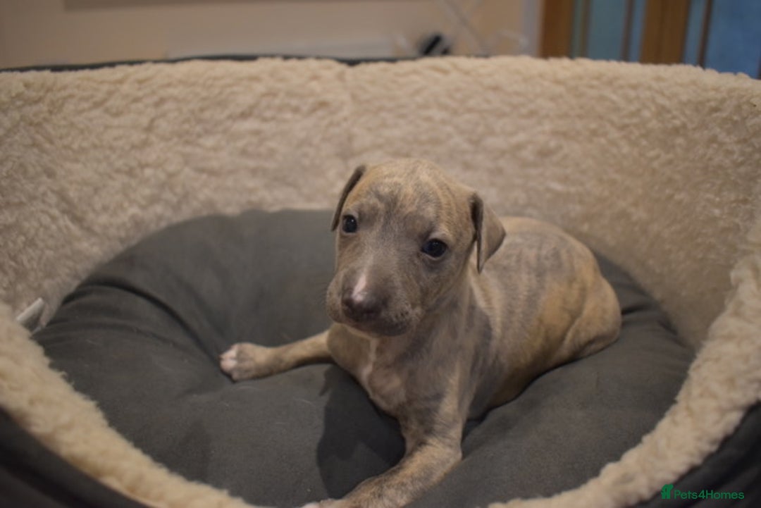 Whippet dogs for sale: Beautiful Pedigree Whippet Puppies - Advert 13