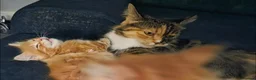 Maine Coon cats for sale: 🐱 Beautiful ginger half maine coon kittens - Advert 10