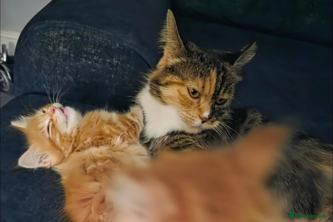 Maine Coon cats for sale: 🐱 Beautiful ginger half maine coon kittens - Advert 10