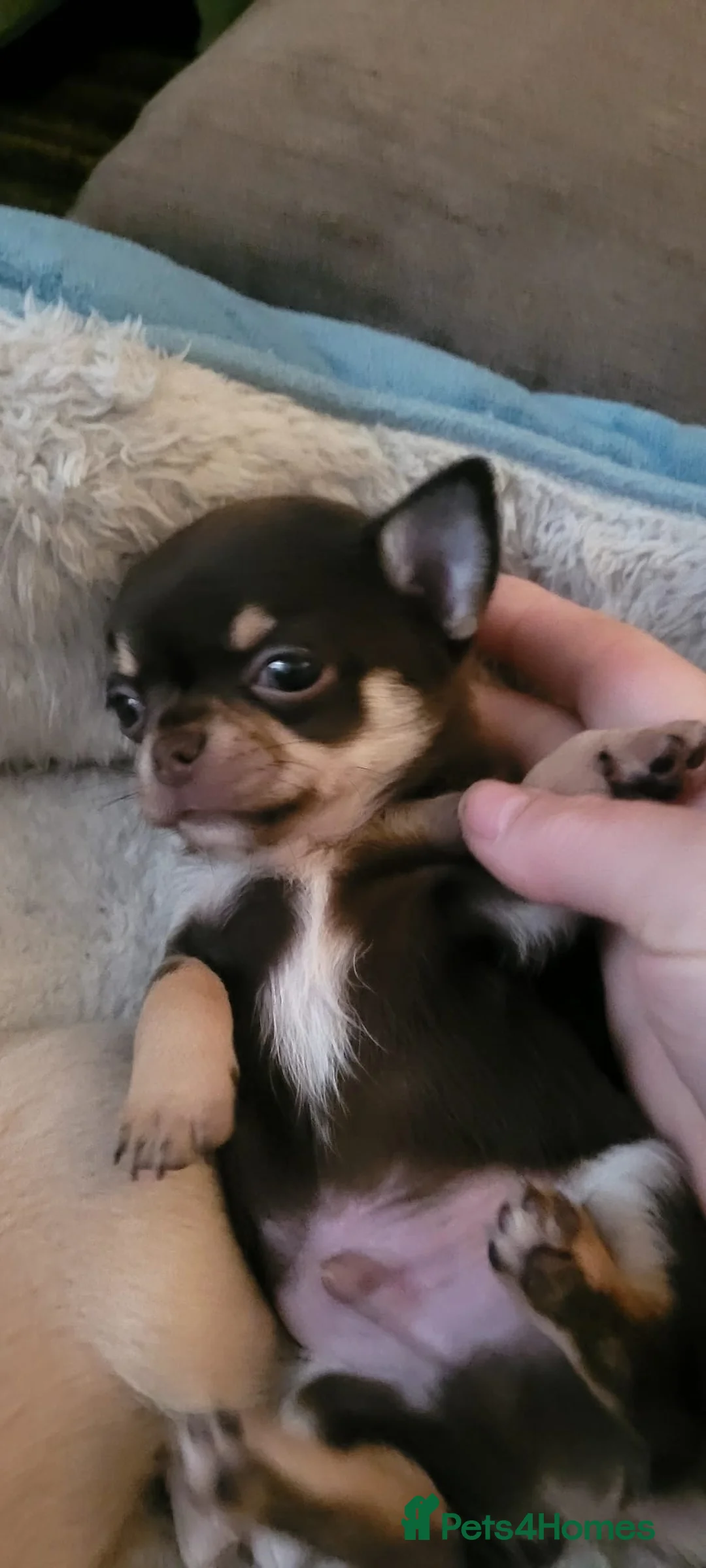 Chihuahua dogs for sale: Baby's toy mini chihuahuas 6 boys available  - Advert 2