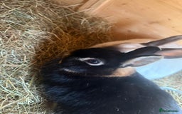 Dwarf Lop rabbits for sale: 2 rabbits and hutch - Image 8