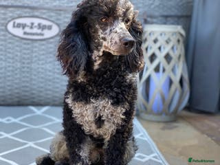Sproodle dogs BLUE MERLE MIN POODLE FULLY HEALTH TESTED in Chippenham - Advert 1