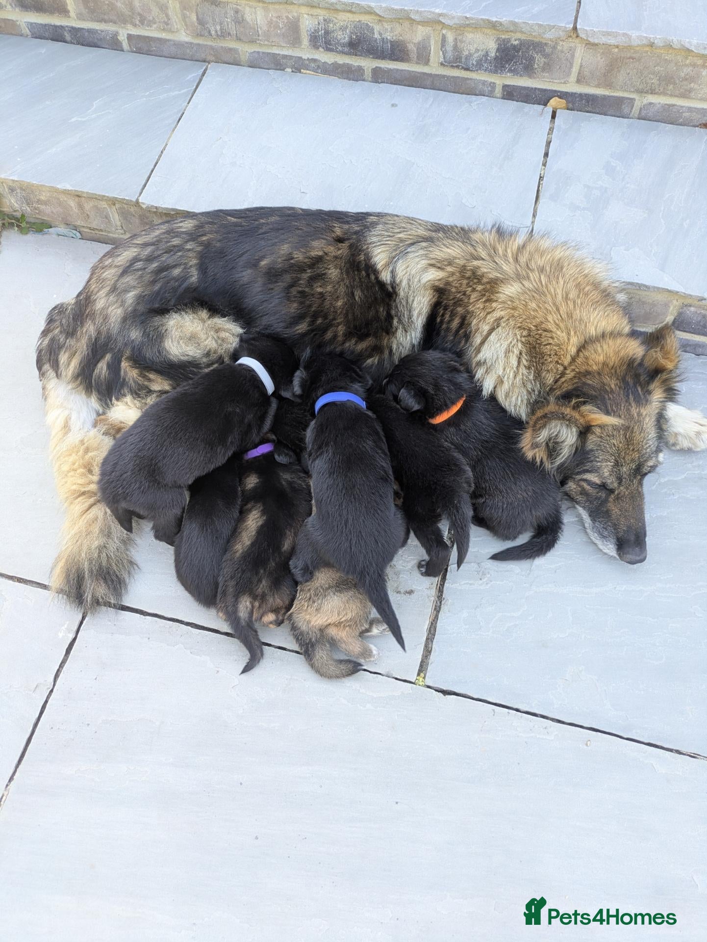 Mixed Breed dogs Stunning German Shepherd X Puppies  - Advert 1