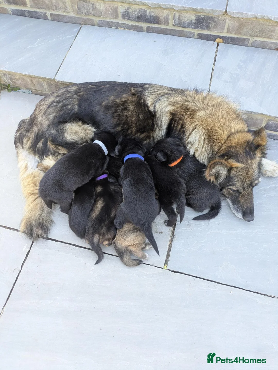 Mixed Breed dogs for sale: Stunning German Shepherd X Puppies  - Advert 1