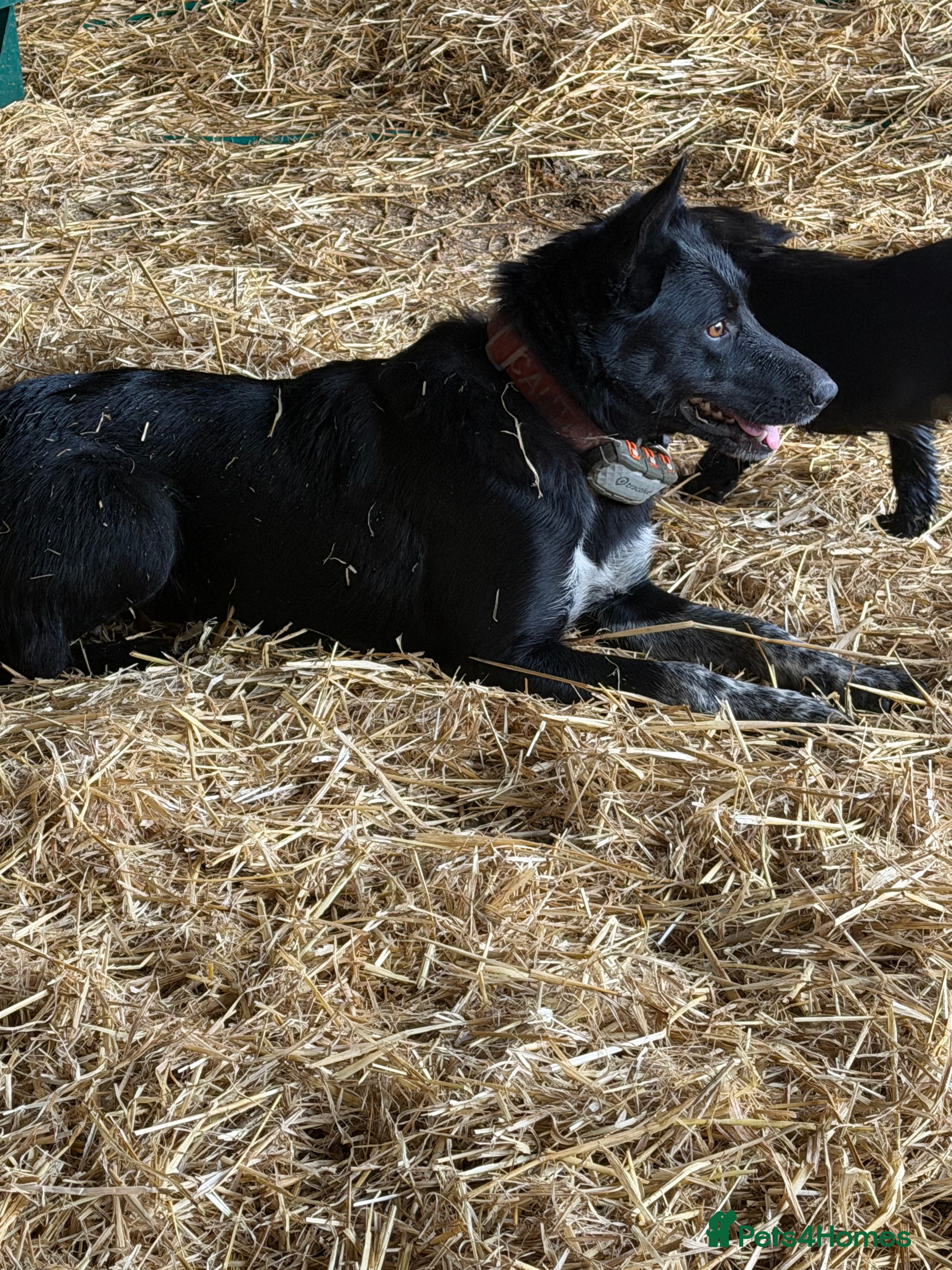 Mixed Breed dogs Collie cross puppies - Advert 6
