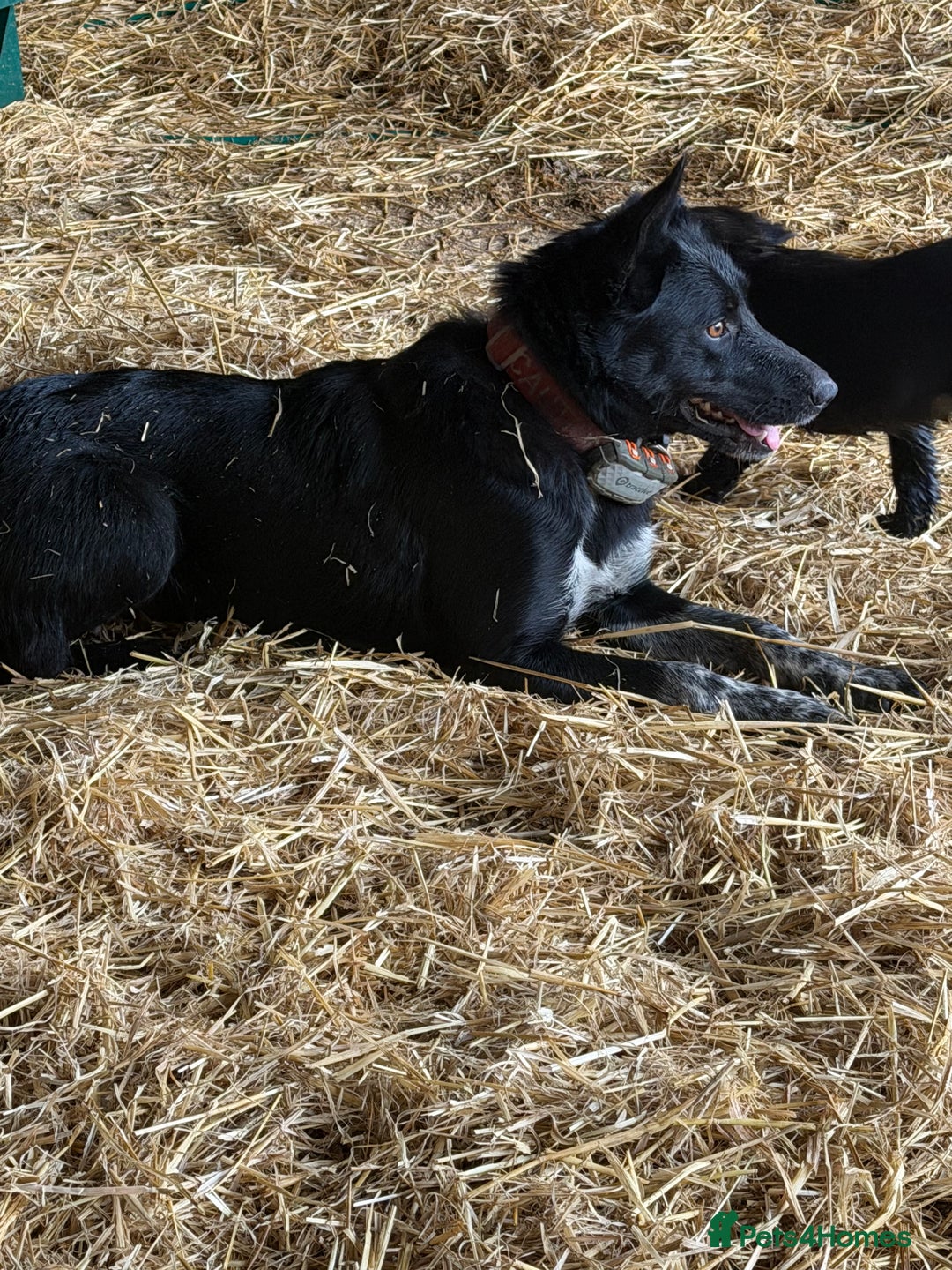 Mixed Breed dogs for sale: Collie cross puppies - Advert 1